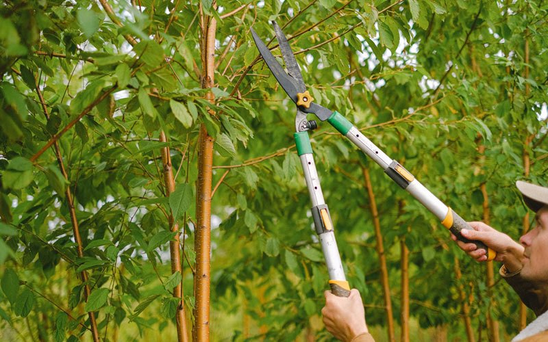 Tree trimming in Pittsfield, IL