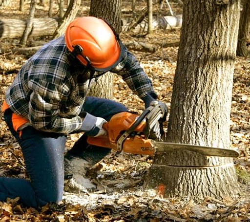 Tree Removal in Pittsfield, IL